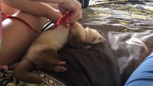 харек и шлейка