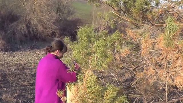 Сбор сосновой иглы ! смотреть онлайн