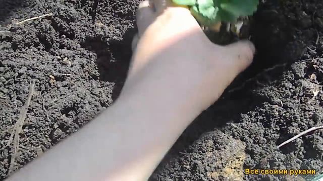 Посадка рассады клубники (земляничка) В открытый грунт. смотреть онлайн
