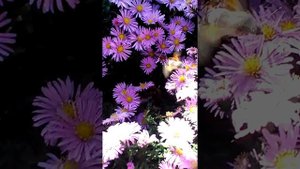 Птичка колибри в ростовской области