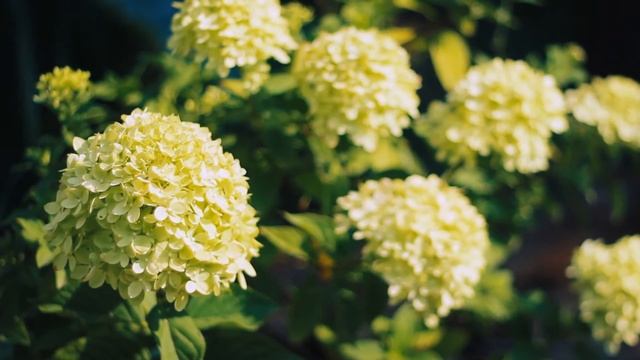 Гортензия метельчатая | Футажи красивая природа [FullHD] смотреть онлайн