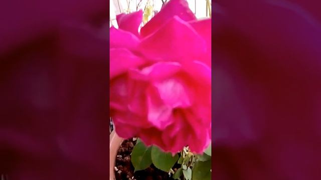 pink colour Rose growing