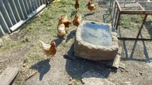 Жизнь в деревне.#Бутурлиновский р_он, с.#Великоархангельское           #Воронежская обл.Август 2022