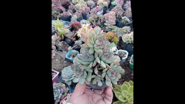 For My Lucky Subscriber Heres The Prize 💕 смотреть онлайн