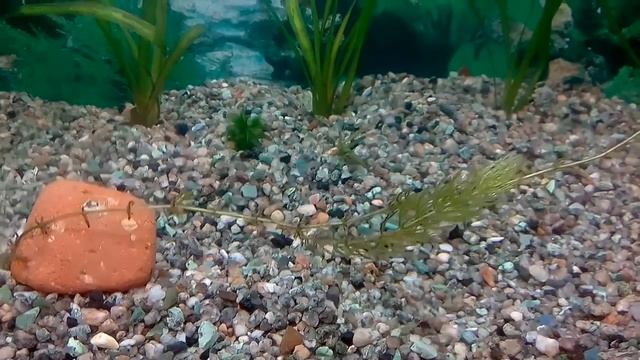 Water world # 11 / Аквариум на 40 литров - неделя спустя / Макро и Микро удобрения смотреть онлайн