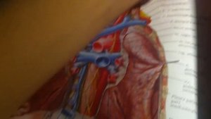 3 42 Лимфатические узлы брюшной полости