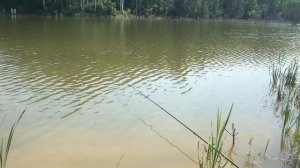 ЛОВЛЯ КАРПА И КАРАСЯ!!!НА СУПЕР НАСАДКУ АРОМАТИЗАТОР "ХАЛВА"