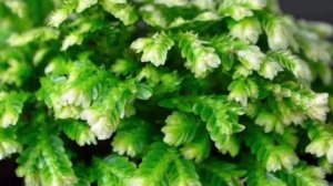 Как поливать селагинеллу? Влажность воздуха и полив растения.