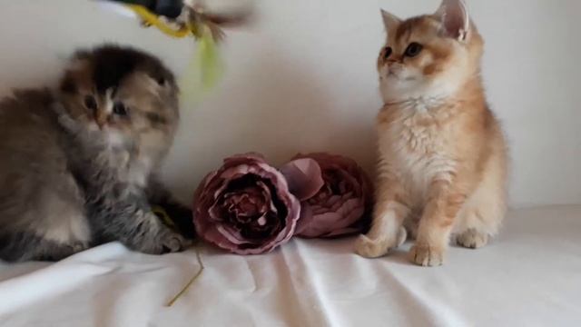 Шотландская вислоухая котята золотого окраса