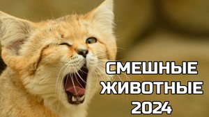 Смешные животные 2024 - попробуй не засмеяться! (20 выпуск) котики, щенки