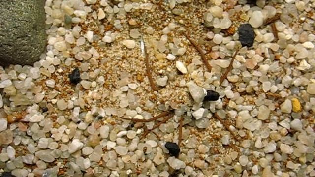 Sicarius terrosus hiding itself смотреть онлайн