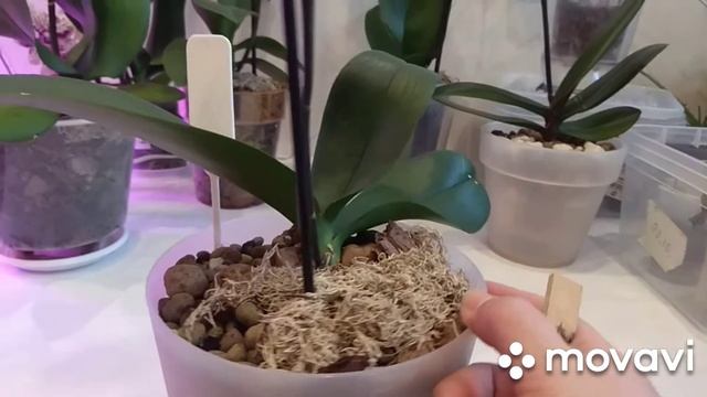 Прошло два месяца после пересадки орхидеи.Прижилась или нет.Борьба с невидимыми вредителями?!... смотреть онлайн