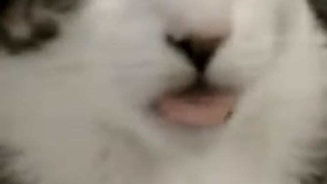 Кот показывает язык смотреть онлайн