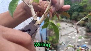 trimming & wiring bonsai ficus benjamina #bonsaicares@SamExpo Tv