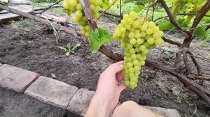 Виноград Лиепаяс Дзинтарс.