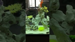 Пресноводный аквариум под ключ «Риф»