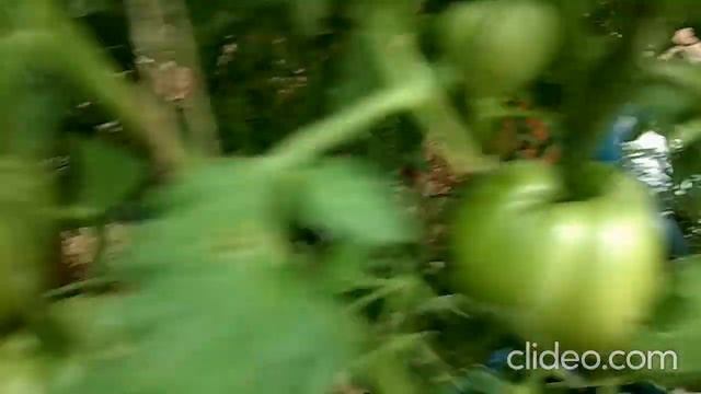 Новый сорт, красивая новинка и зачем простому дачнику экзоты смотреть онлайн