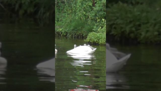 ПОЛНЫЙ НАБОР ЛЕБЕДЕЙ САМЕЦ САМКА И ПТЕНЦЫ