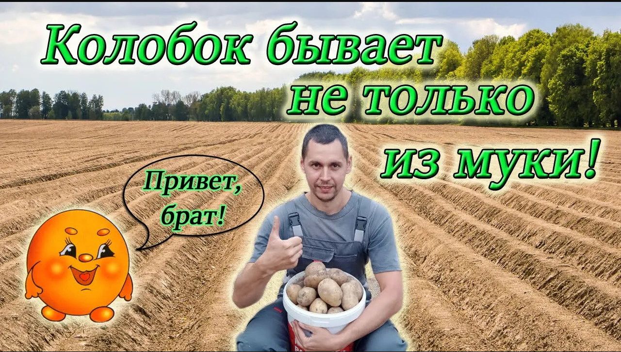 Копаем картошку/ Три сорта! Три результата! Из Столицы в Деревню