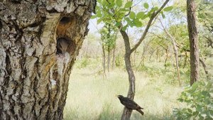Скворец кормит своих птенцов