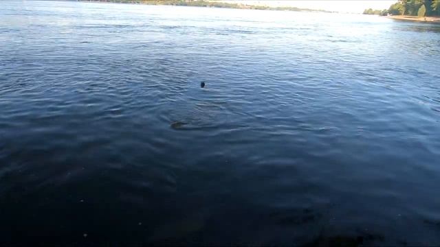 ЛОВИМ ЛЕЩА НА ФИДЕР В ЧЕРТЕ ГОРОДА! В руках ли дело? Спортсмен против дилетанта (4:2) смотреть онлайн