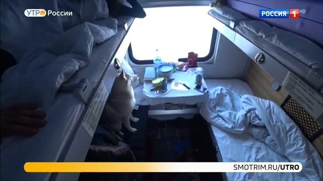 Как путешествовать с собакой в поезде и электричке? смотреть онлайн