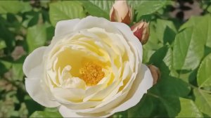 ROSES dream, PERL White and YellowРОЗЫ   ЖЕМЧУЖНЫЕ белые и желтые ВСЕ