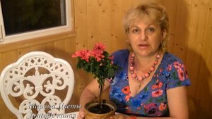 АЗАЛИЯ КОМНАТНАЯ . ВЫРАЩИВАНИЕ , УХОД И БОЛЕЗНИ