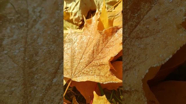 Холодное осеннее утро. Лист клёна покрыт тонким слоем льда. #loveplant #nature #beautiful #cool