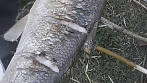 Готовим омуля.омуль на рожне