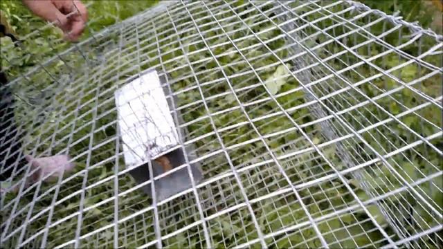 как поймать сороку смотреть онлайн