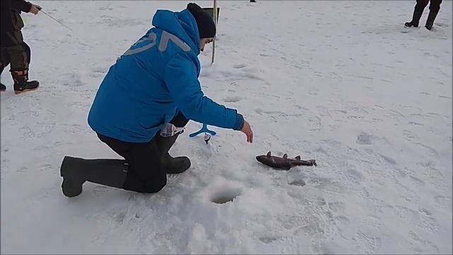 Непростая рыбалка на нижнем. Клёвое место, Лосиный остров. смотреть онлайн