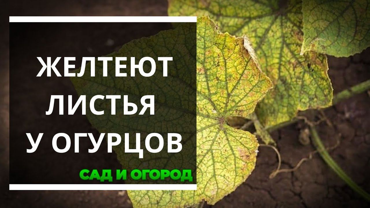 Желтеют листья у огурцов — как бороться?