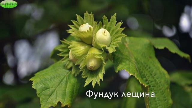 ШИКАРНЕЙШИЕ ЦВЕТУЩИЕ КУСТЫ И ДЕРЕВЬЯ ДЛЯ САДА  #НАЗВАНИЯ_ЦВЕТОВ #спирея ИВА #aiva #oldenburgru#236