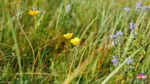 ЛУГ И ЦВЕТЫ,  ЛЕТНЕЕ НАСТРОЕНИЕ - ЭТО ОТДЫХ ДЛЯ ДУШИ.  КРАСИВОЕ ВИДЕО, КРАСИВАЯ ПРИРОДА, И ЗВУКИ.
