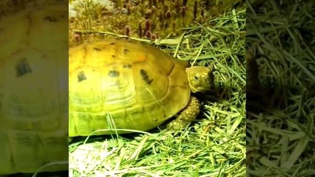Средиземноморская черепаха