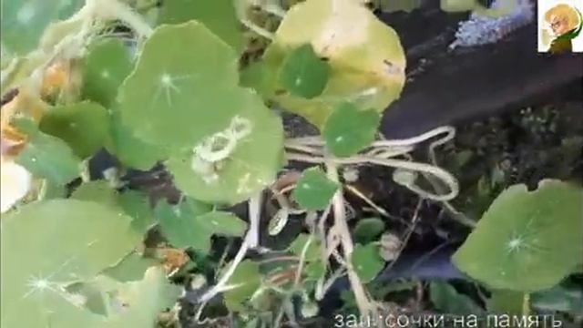 собираем семена настурции смотреть онлайн