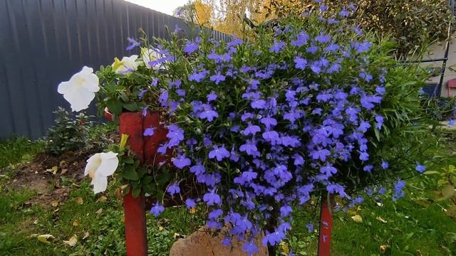 Поливаем и подкармливаем цветы на террасе 3 октября 2021 . смотреть онлайн