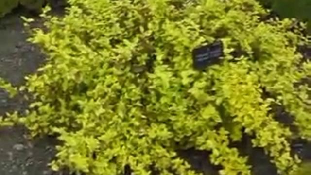 Euonymus Fortunei Emerald N Gold смотреть онлайн