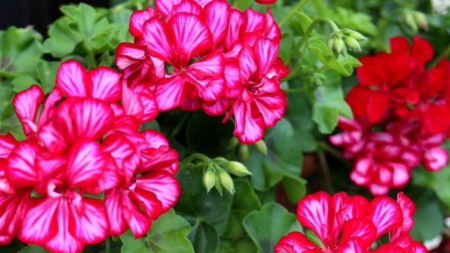 Сама Офигела! Кинула Ложку под Герань и Все Домашние Цветы. Листья Позеленели и они Зацвели. смотреть онлайн