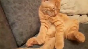 "я тебе поставлю лайк" песня котика Симбачки (я знаю, что песня уже была).