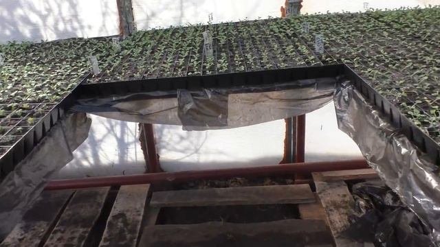 Как правильно выращивать петунию в домашних условиях.