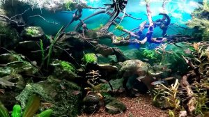 пресноводные аквариум.