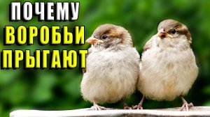 Почему воробьи прыгают