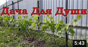 Как обрезать виноград? Формируем ПОШАГОВО???