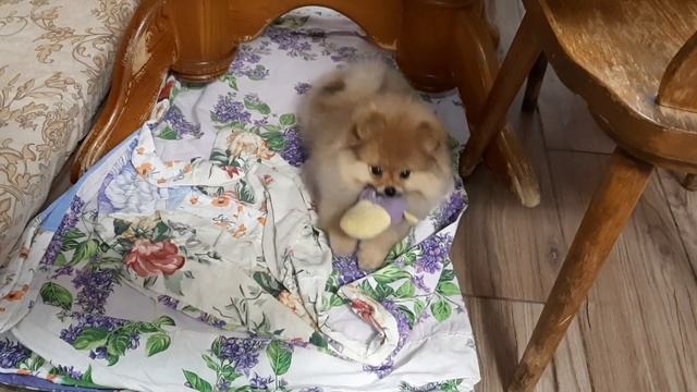 Померанский шпиц медвежонок