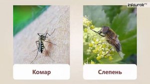 Природа тундры | Окружающий мир 3 класс #49 | Инфоурок