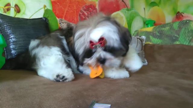 Самый красивый малыш-мальчик шитцу-продается.видео от 12 апреля 2018г смотреть онлайн