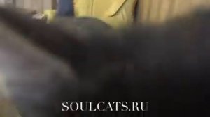 Чаузи F1 Рыжего окраса и очень редкого окраса Black grizzled ticked tabby из питомника SoulCats?