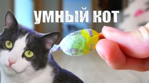 Кот приносит апельсин и конфету